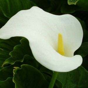 Meet your Posher, Laurence